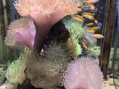 -太平洋海底世界