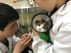 -米苏动物医院·犬猫专科·骨科外科内窥镜