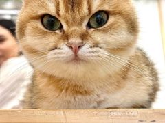 -有喵·猫咖·狗咖·30几只猫10只小狗(岗厦店)