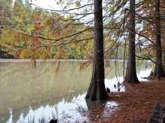 -上海海湾国家森林公园