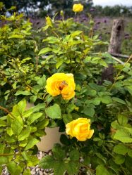 -DORA kids 朵拉儿童摄影花园店