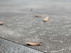 -得丘礼享谷·玉兰苑