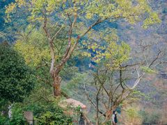 -靖西鹅泉风景区