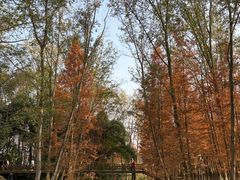 -桤木河湿地公园