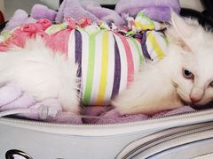 -北京赛佳动物医院