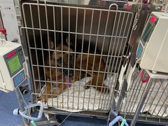 -伟伟宠物医院·CT影像中心·瑞派犬猫综合性门诊(汉口总院)
