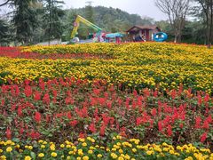 -铁山坪森林公园