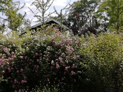 -香山公园
