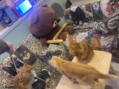 -平行世界·猫咖(首经贸店)