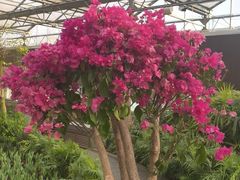 -南宫五洲植物乐园