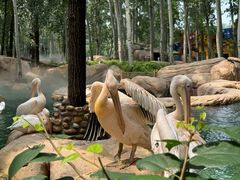 -北京野生动物园