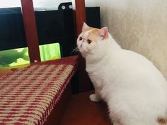 -宠爱国际动物医院· 猫科· 外科·中兽医(长白店)