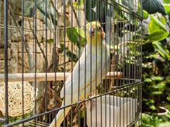 -溪岸路花鸟市场