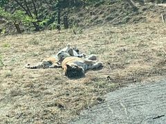 -大连森林动物园