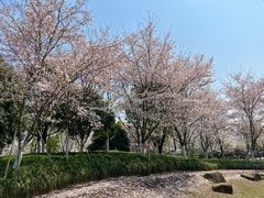 -径山花海