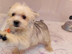 -翊宠yipet猫狗购宠庄园犬舍•猫舍