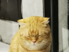 -猫儿山۰猫主题餐厅