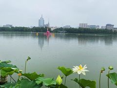 -莲花池公园