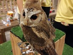 -清迈夜间动物园