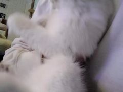 -平行世界·猫咖(首经贸店)