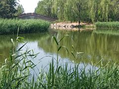 -大兴滨河森林公园