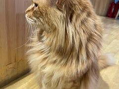 -藏猫猫咖啡主题馆(中央大道店)