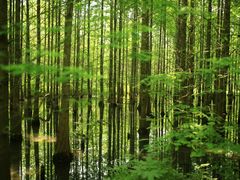 -桤木河湿地公园