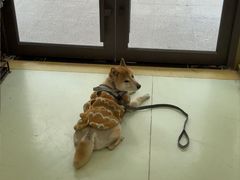 -瑞鹏宠物医院·宠保定点·心脏科·内科(御桥分院)