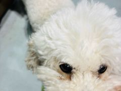 -何兮花店·气球派对鲜花店(马桥银春路万科城店)