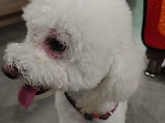 -严国平动物医院(德政总院)