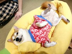 -逗柴咖啡屋·狗咖猫咖宠物桌游