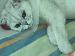 -佳怡动物医院·平价24小时·猫专科骨外科