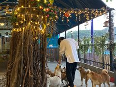 -柴犬高等学院·狗咖·柴犬售卖·宠物训练