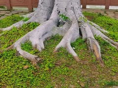 -成都市活水公园