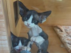 -山宅一喵德文卷毛猫舍
