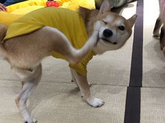-逗柴咖啡屋·狗咖猫咖宠物桌游