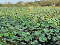 -嬉子湖生态旅游区