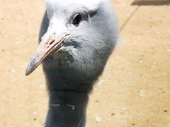 -盐城丹顶鹤湿地生态旅游区
