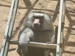 -青藏高原野生动物园