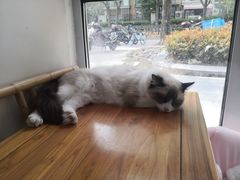 -李小姐の猫咖啡馆(五角场店)