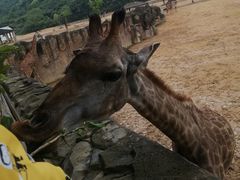 -杭州野生动物世界