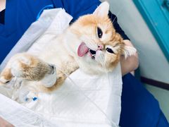 -北京观赏动物医院·24小时大型综合·猫专科·异宠专科