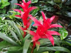 -秦美花卉(天朗·莱茵小城2期店)