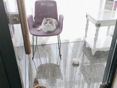 -宠爱国际动物医院· 猫科· 外科·中兽医(长白店)