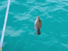 -小猫钓鱼海钓俱乐部(椰梦长廊店)