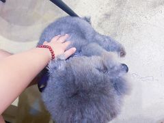 -熊小胖宠物生活馆(天华园店)