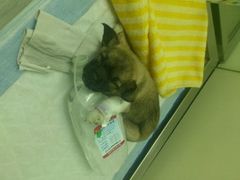 android_upload_pic-康乐宝动物医院