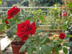 -上海安亭别墅花园酒店