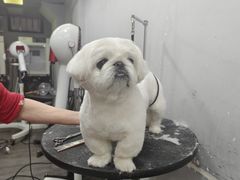 -PETKIT小佩宠物(古北店)