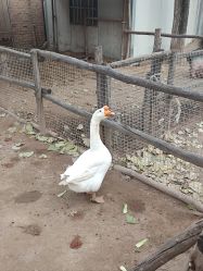 -上美四季动物农场